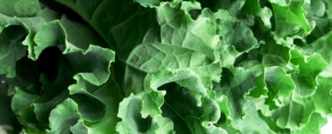 Getting Healthy with Kale