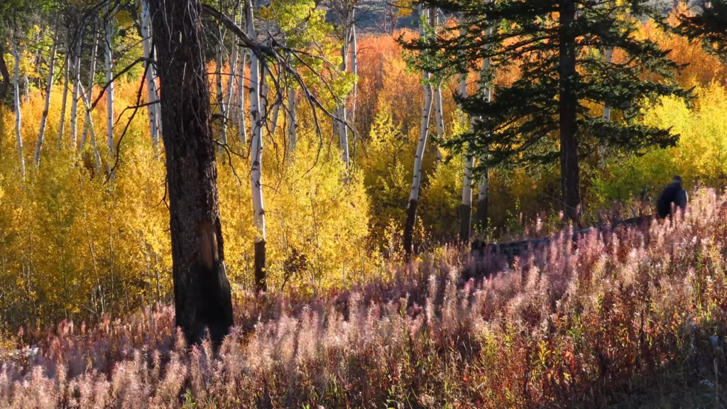 Yellowstone