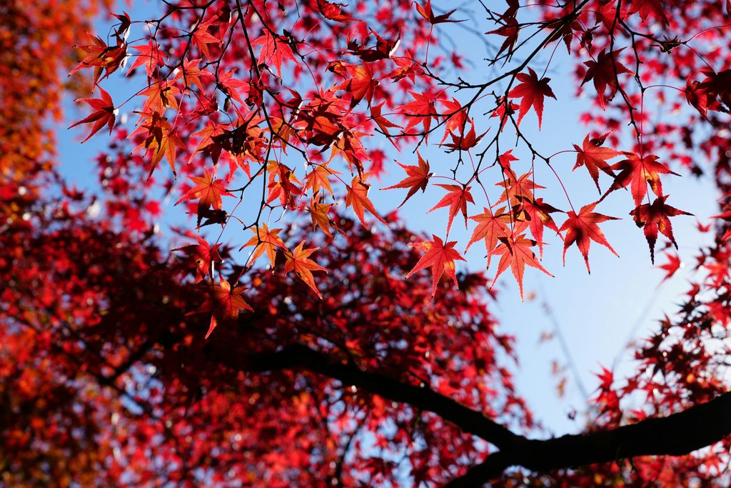 Fall Foliage - Timing
