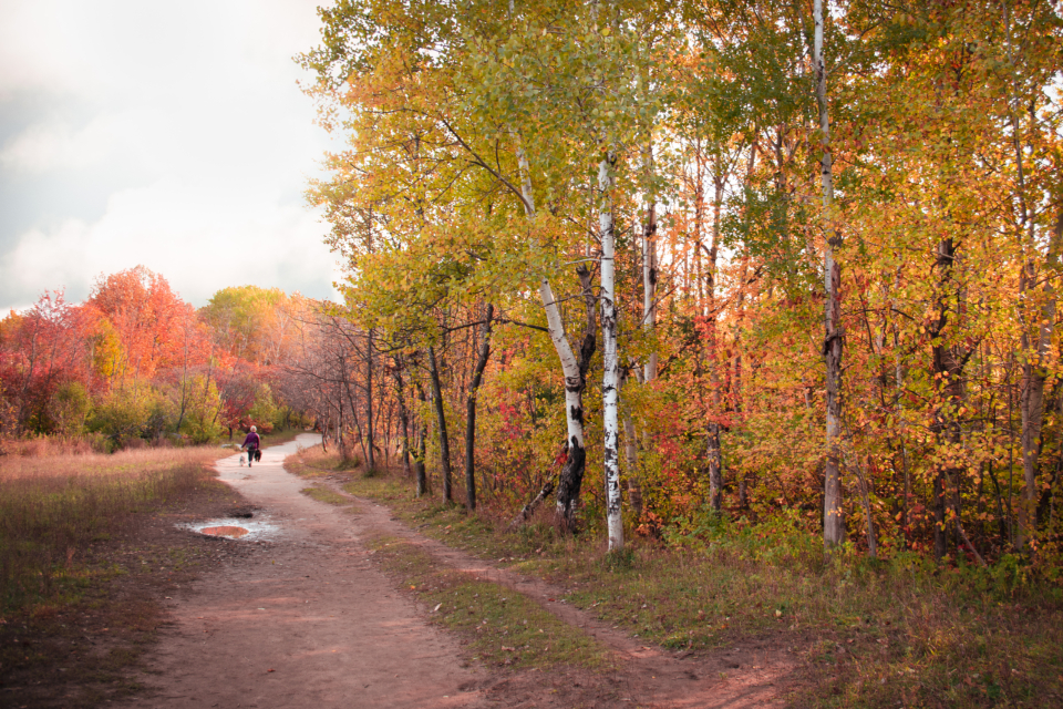 Dirt path winding through trees in autumn colors