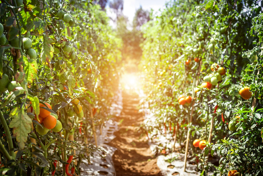 Rows of tomato plants with ripe fruit in the sunlight