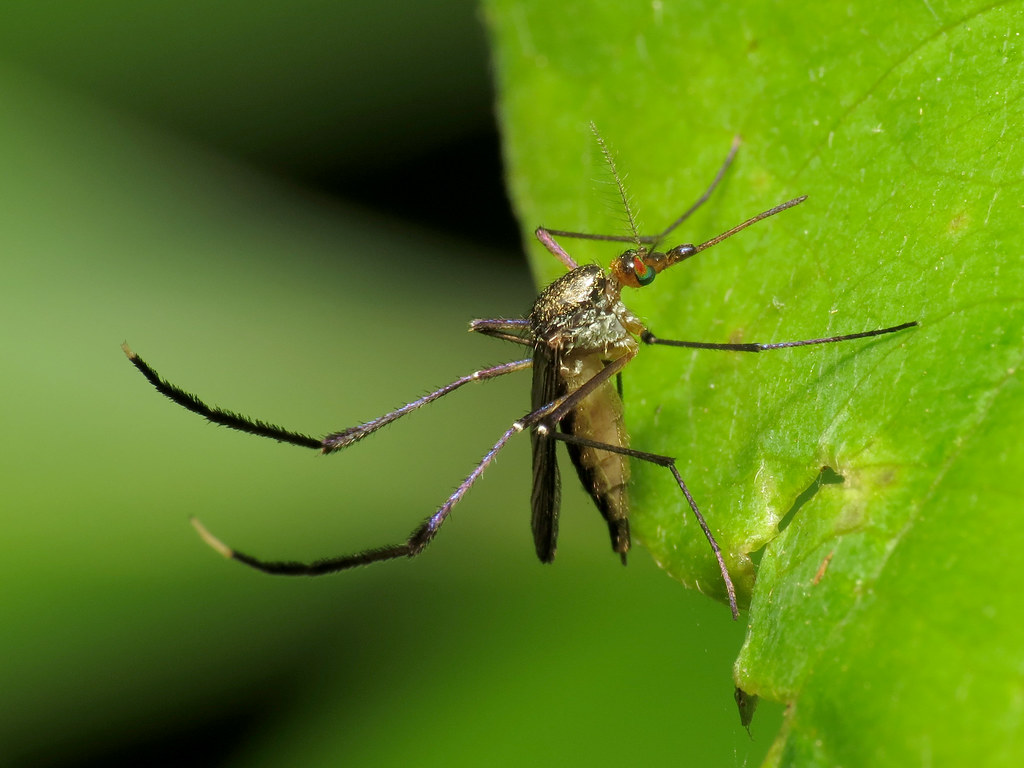 Close-up of a mosquito resting on a green leaf